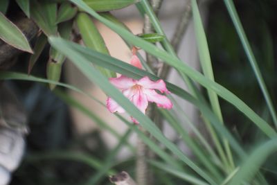 Close-up of pink flower blooming outdoors