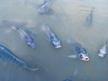 High angle view of fishes swimming in lake