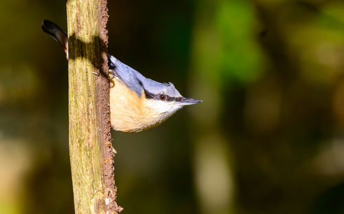 Nuthatch, sitta europaea, climbing down a tree branch