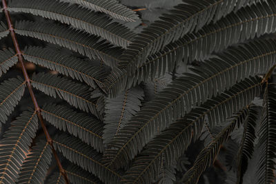 Low angle view of palm tree