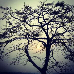 Low angle view of silhouette tree against sky