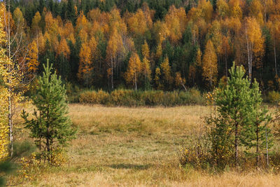 View of pine trees in forest during autumn