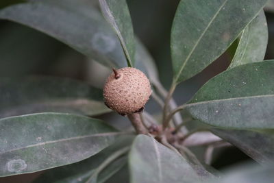 High angle view of berries on plant