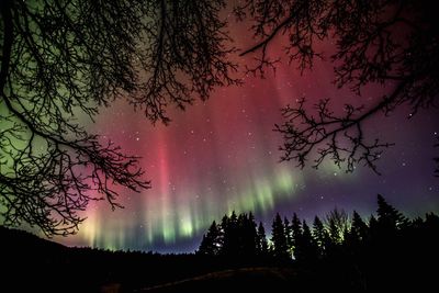 Silhouette trees against sky at night