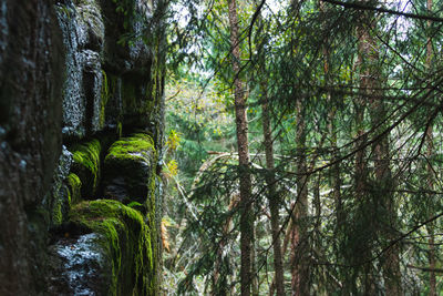 Trees growing in forest