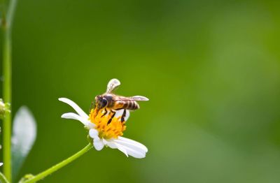 Close-up of bee pollinating on flower