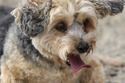 Close-up portrait of a dog