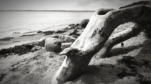 Close-up of rock on beach against sky