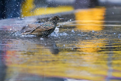 Blurred motion of ducks swimming in lake
