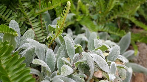 Close-up of plant