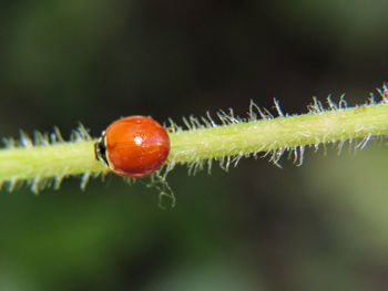 Close-up of ladybug on plant