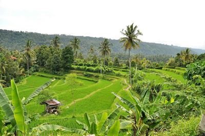 Scenic view of green landscape