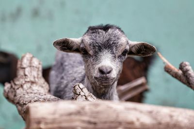 Close-up portrait of a goat