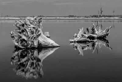 View of driftwood in lake
