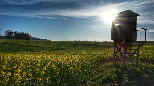 Scenic view of field against bright sun