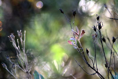 Close-up of flowering plant