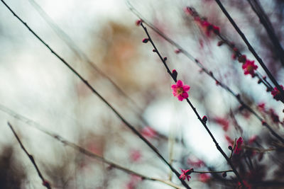 Low angle view of pink flowers on branch