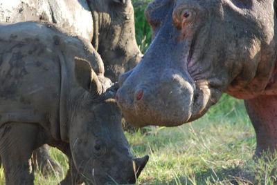 Close-up of elephant