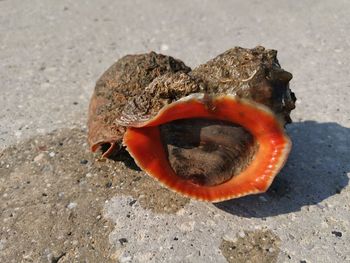 Close-up of seashell on sand