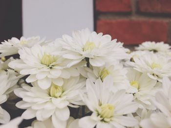 Close-up of white flowers