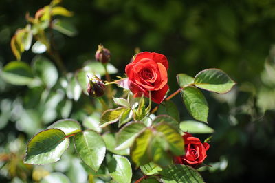 Close-up of red rose plant