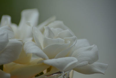 Close-up of white rose against black background