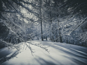 Snow covered land and trees in forest