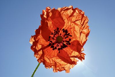 Low angle view of yellow flower against clear sky