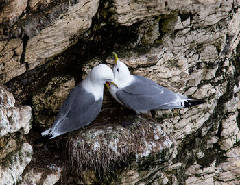 Close-up of bird perching on rock