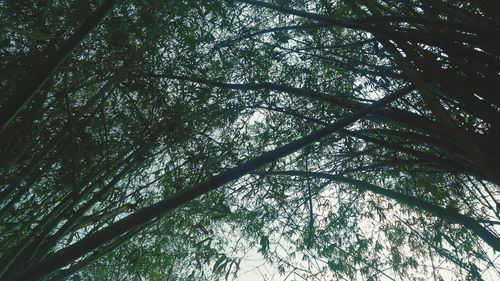 Low angle view of bamboo trees in forest