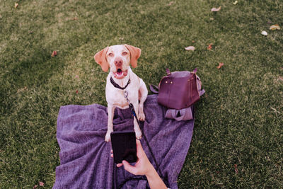Cropped hand of person photographing dog sitting on grass