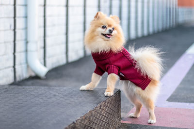 Portrait of dog looking away