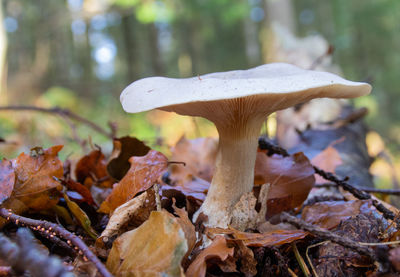 Close-up of mushroom growing in forest