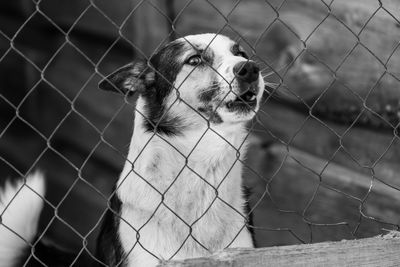 Close-up of dog looking through chainlink fence