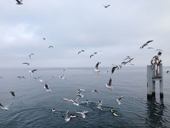 Flock of seagulls flying over sea