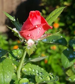 Close-up of red flower blooming in park