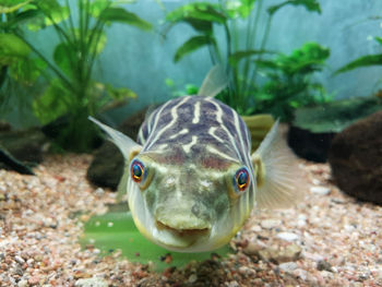 Close-up of fish swimming in sea