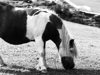 Horse grazing in a field
