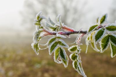 Close-up of frozen plant during winter