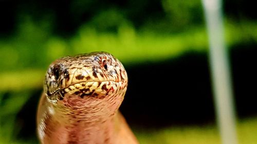 Close-up of a turtle on field