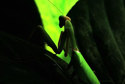 Close-up of lizard on leaf