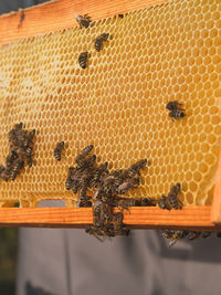 Close-up of bumblebee