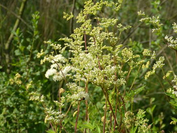 Close-up of white flowering plant