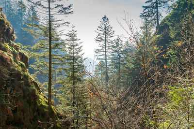 Trees in forest against sky