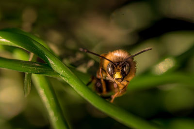 Close-up of insect on plant