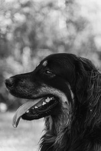 Close-up of dog looking away