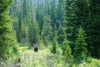 Rear view of people walking in forest