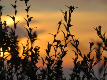 Close-up of silhouette plants against orange sky