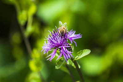 Flowers and insects in the woods.