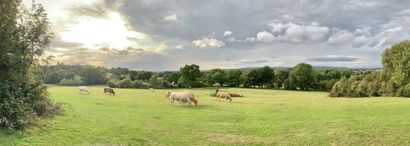 Flock of sheep grazing in field